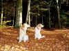 Es riecht schon wieder nach Herbst.