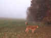Novembernebel