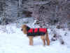 Hera im schicken Wintermantel.