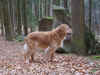 Kontrollgang durch den Wald