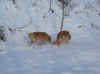 Sylvester-Schnee