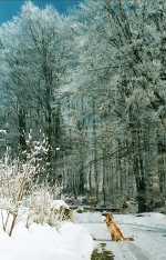 Winterfeeling