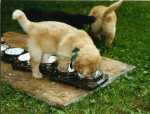 Guten Appetit!