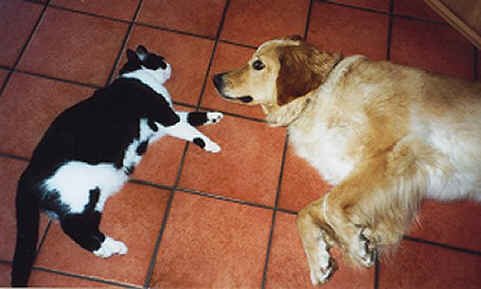 Hera und Nessi halten Mittagsruhe.