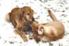 welpe-enzo-02.jpg (374822 Byte)