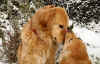 welpe-enzo-03.jpg (725055 Byte)