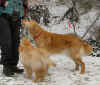 welpe-enzo-04.jpg (259651 Byte)
