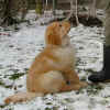 welpe-enzo-05.jpg (202106 Byte)