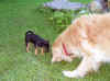 welpe-l-1.jpg (115795 Byte)
