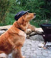 Laika vom Kaiserhof hilft beim Grillen