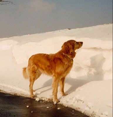 Laika behlt den berblick