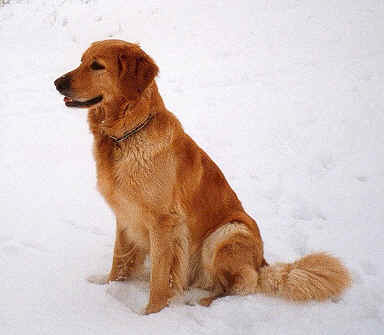 Laika ist auch im Schnee gut drauf