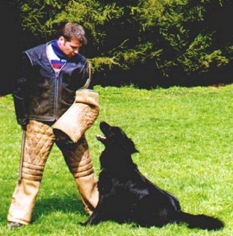 Bronco beim Schutzdienst