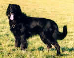 Bronco v. d. Fohlenweide