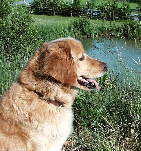 Unsere Hera - ein Superhund!