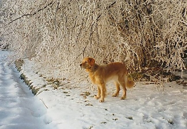 Unsere unvergessene Laika.